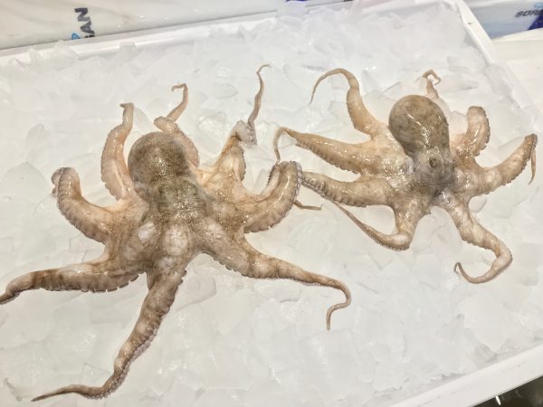 Fresh Imported Baby Octopus/Pulpo