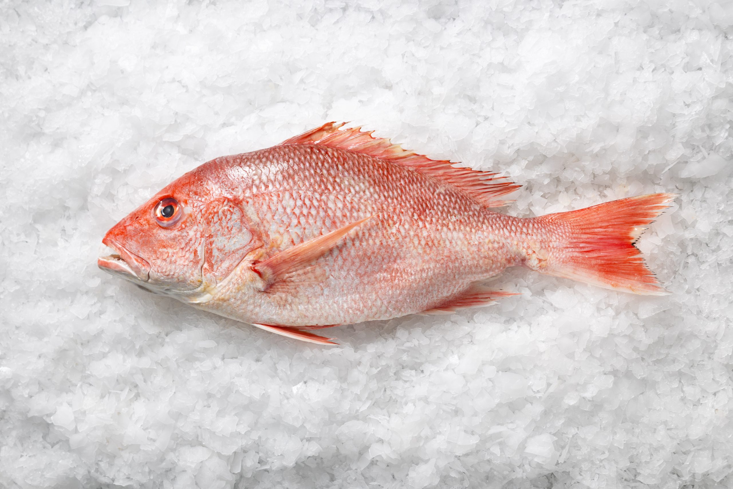 Renae's Red Snapper - Wholesale information