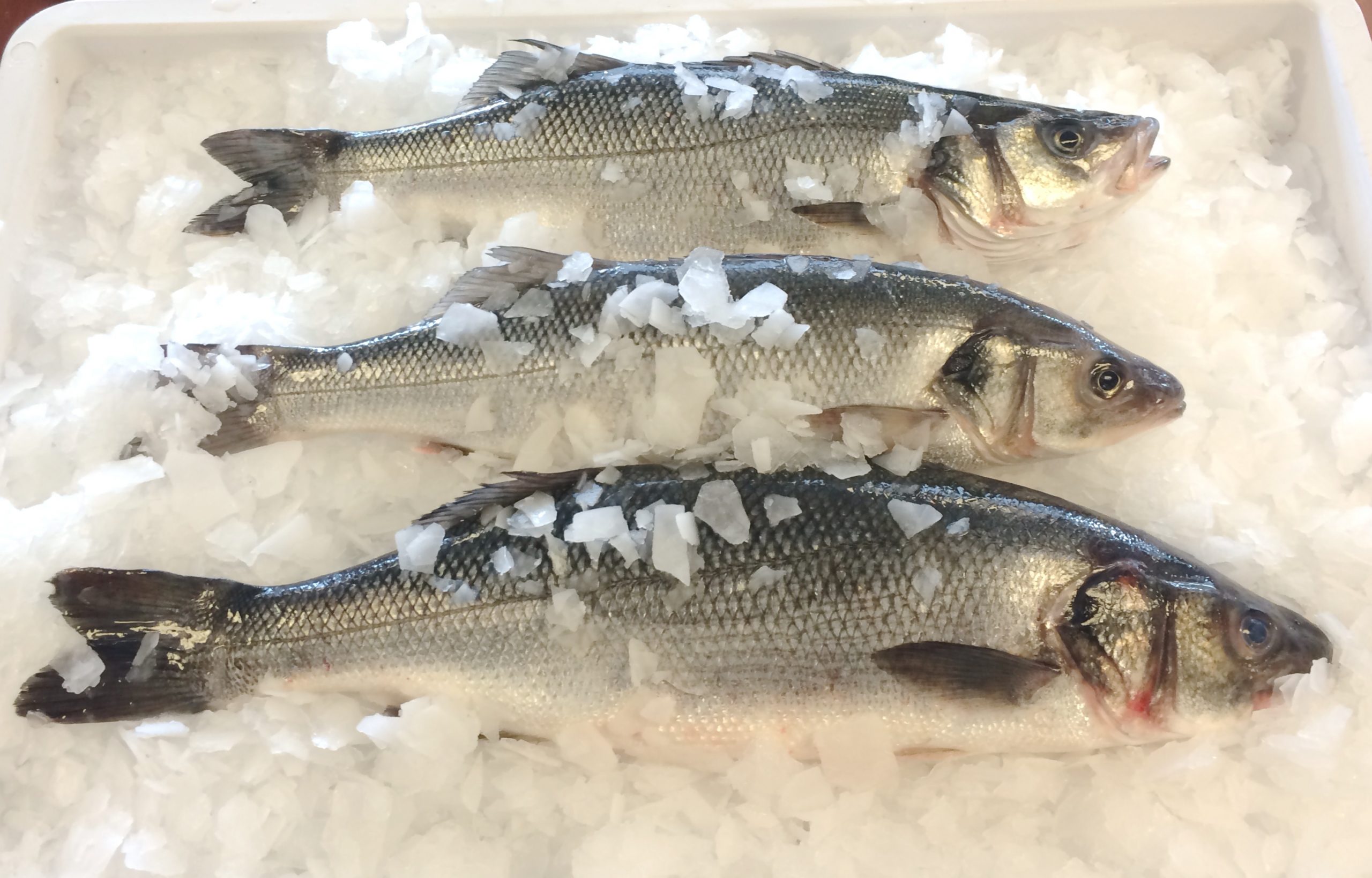 Fresh Whole Bronzino - Giuseppe's Market
