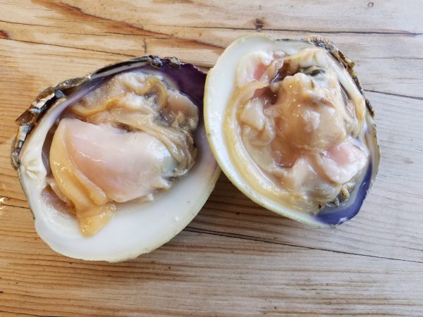 Shucked Topneck Clams